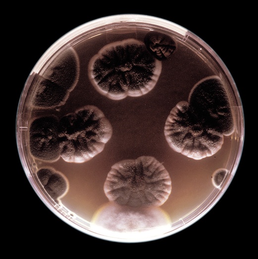 AGAR, 1999. Bioinstallation. Fungus Detail Antúnez. Author: Marcel·lí Antúnez Roca. Photo: Carles Rodriguez.