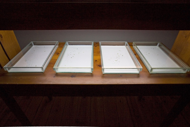 Agar, 1999. Bioinstallation. Cianobacteria. Author: Marcel·lí Antúnez Roca. Photo: Carles Rodriguez.