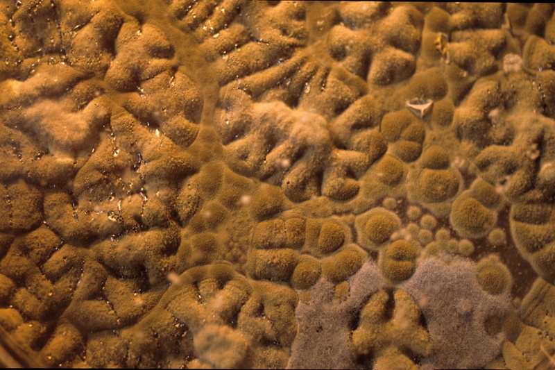 AGAR, 1999. Bioinstallation. Fungus Detail. Author: Marcel·lí Antúnez Roca. Photo: Carles Rodriguez.
