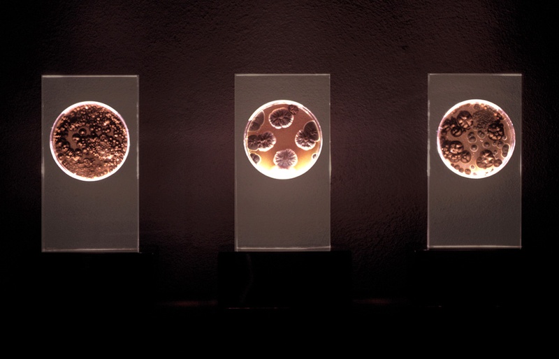 AGAR, 1999. Bioinstallation. Fungus. Author: Marcel·lí Antúnez Roca. Photo: Carles Rodriguez.