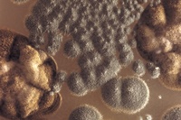  Author: Marcel·lí Antúnez Roca. Photo: Carles Rodriguez. <a href='https://www.marceliantunez.com/media/img/work/01AGAR1999_bioinstallation_fungus.jpg' target='_blank'>Download original</a> <span style='color:transparent'>581</span>
