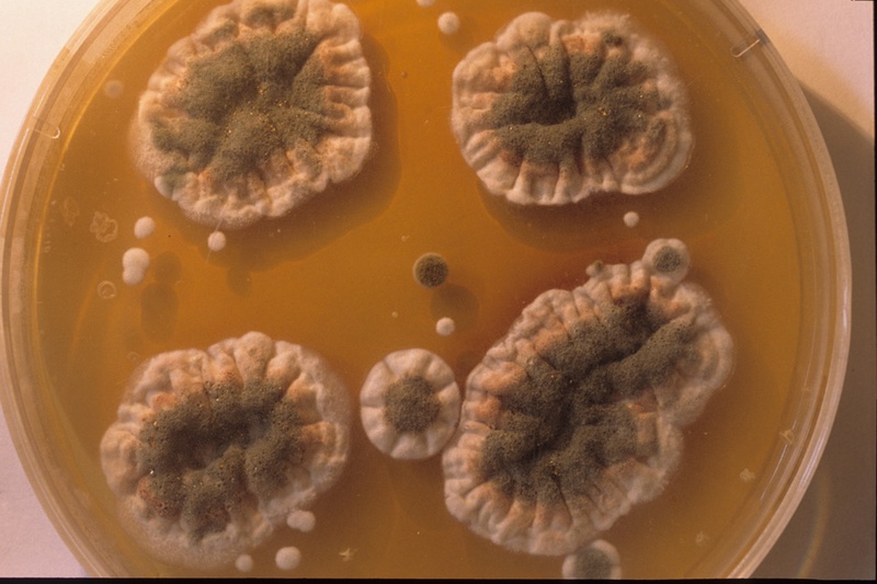 AGAR, 1999. Bioinstallation. Fungus Petri Dishes. Author: Marcel·lí Antúnez Roca. Photo: Carles Rodriguez.