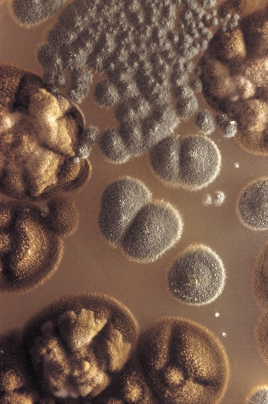 AGAR, 1999. Bioinstallation. Fungus. Author: Marcel·lí Antúnez Roca. Photo: Carles Rodriguez.