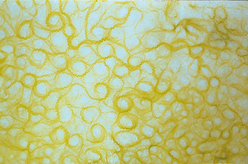 AGAR, 1999. Bioinstallation. Cianobacteria. Author: Marcel·lí Antúnez Roca. Photo: Carles Rodriguez.