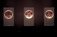  Author: Marcel·lí Antúnez Roca. Photo: Carles Rodriguez. <a href='https://www.marceliantunez.com/media/img/work/05AGAR1999_bioinstallation_fungus.jpg' target='_blank'>Download original</a> <span style='color:transparent'>586</span>